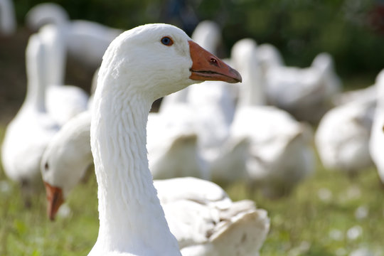 G&auml;nse
