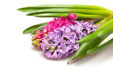 two  hyacinths