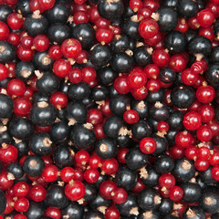 redcurrant and  blackcurrant