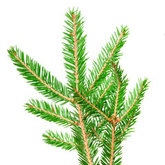 fir