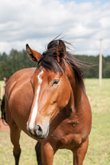 wild horses in the field
