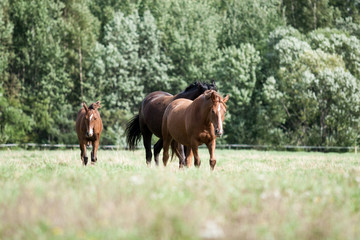 wild horses in the field