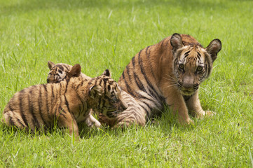 Naklejka premium Baby Indochinese tigers play on the grass.