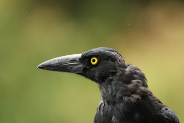Dickschnabel-Würgerkrähe (Strepera graculina)