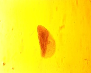 Opalina ranarum - permanent slide plate under high magnification