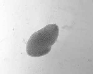 Opalina ranarum - permanent slide plate under high magnification