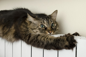 Tabby cat lying a warm radiator