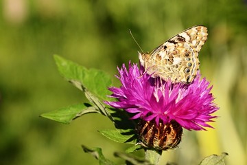 Butterfly on red flower