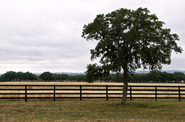 South texas field