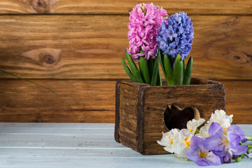 Spring bulb flowers in vintage wooden box