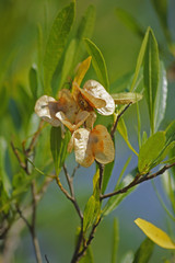 Silver Cluster-leaf, Terminalia sericea