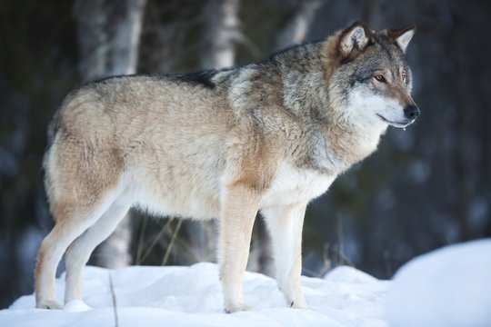 Fototapeta Wolf standing in the cold winter forest