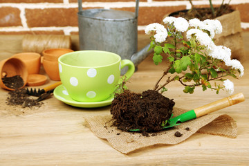 Flowers in pot, potting soil, watering can and plants