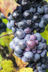 Weintrauben der Rebsorte Plavac Mali auf Pelješac