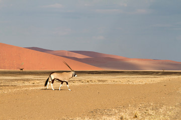 Sossusvlei park, Namibia