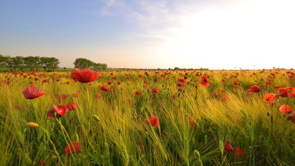 Mohnfeld im Sonnenuntergang