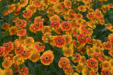 Kokardenblumen