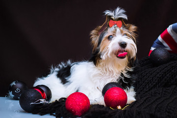 Biewer Yorkshire Terrier and Christmas decorations
