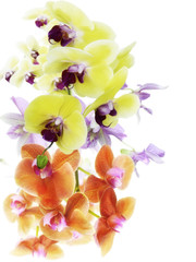 Naklejka na ściany i meble Orchid Flowers