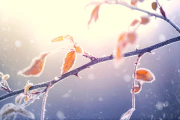Photo sur Plexiglas Automne Fond de nature hiver. Branche gelée avec des feuilles en gros plan