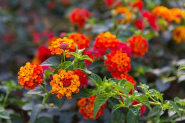 Lantana small red variety, contrast and blur beautiful garden.