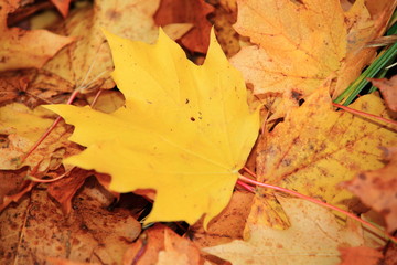Herbstlaub