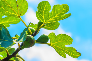 Figs, Moraceae