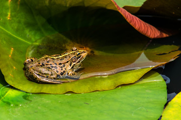 Black-spotted pond frog  on the water  lily pad