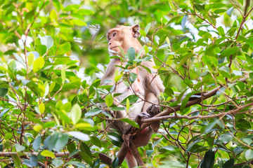 Monkey (Crab-eating macaque) on tree in Thailand