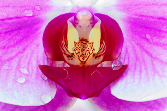 Fototapeta close up of a pink orchid