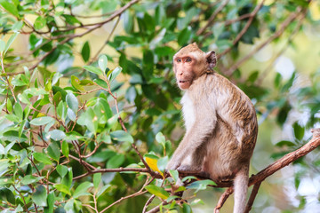 Monkey (Crab-eating macaque) on tree in Thailand