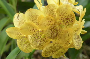 yellow orchid