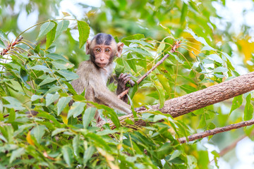 Little Monkey (Crab-eating macaque) on tree in Thailand
