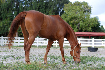 Obraz premium Light Brown Horse Eating at the Ranch