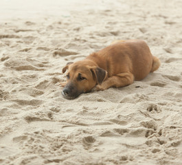 dog sleeps in the sand