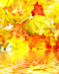 Autumn foliage.
