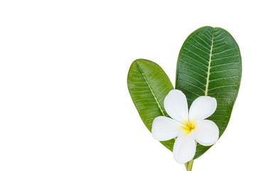 Close up white frangipani flower isolated on white background