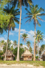bungalows in the jungle, on the background of palm trees