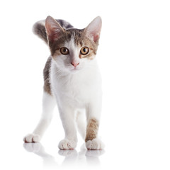 Fototapeta premium The kitten costs on a white background.