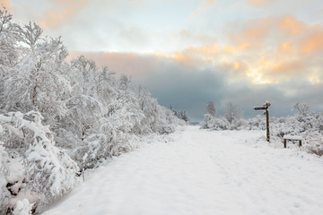 Fototapeta premium Hoge venen in snow