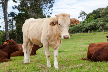 Queensland cattle ranch