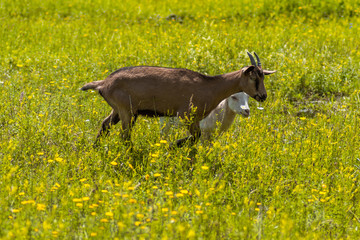 Goats