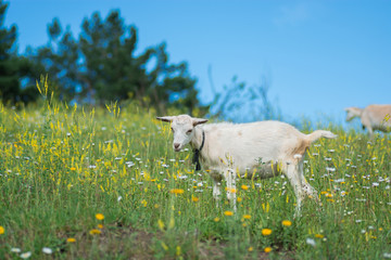 Goatling