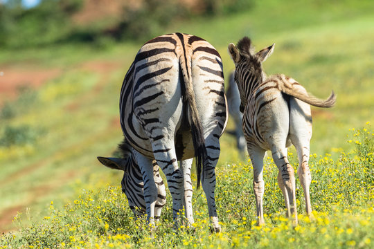 Zebra Calf Wildlife