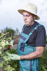 farmer at his urban vegetable garden
