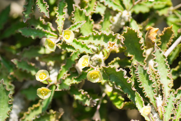 Euphorbia capsaintemariensis, Euphorbiaceae, Madagascar