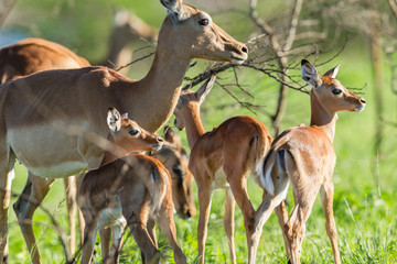 Buck Calves Wildlife