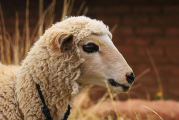 Fototapeta premium sheep
