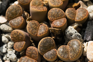 Lithops bromfieldi ver insularis, South Africa