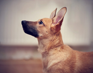 Portrait of a beige puppy.